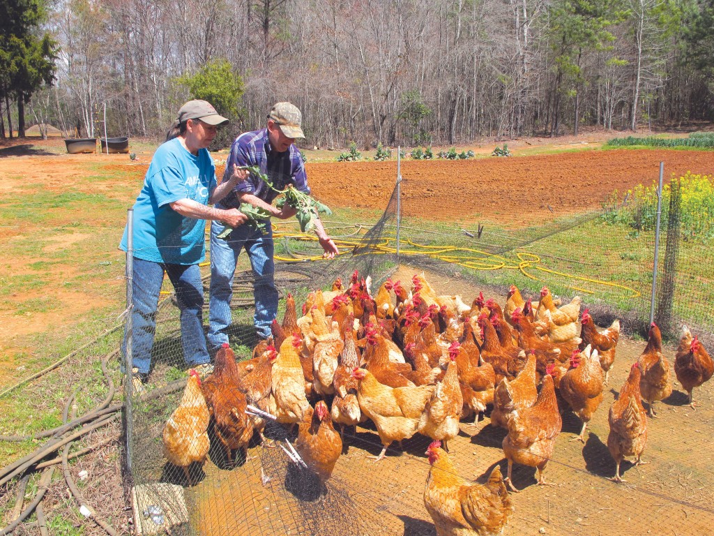 Feeding Chickens copy